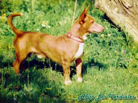 venta podencos|Podenco andaluz Perros en adopción, compra venta de。